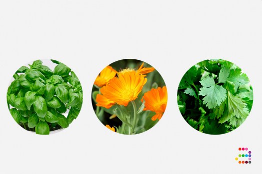 3-Flores-kit-gourmet